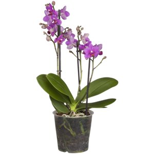 Phalaenopsis 