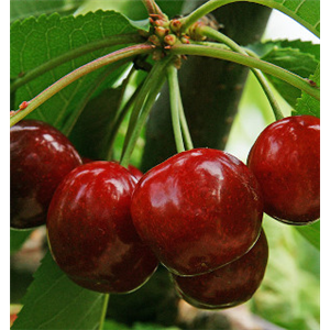 OBSTGARTEN FÜR KINDER