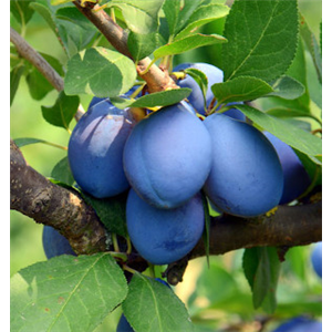 OBSTGARTEN FÜR KINDER