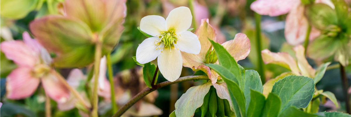 Helleborus niger 'Praecox'