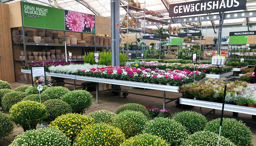 Chrysanthemen in riesiger Vielfalt Chrysanthemen in riesiger Vielfalt