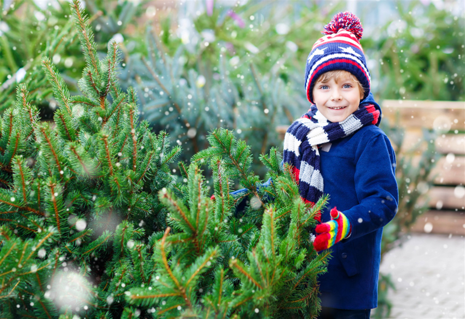 Weihnachtsbaum-aktion-infos.jpg