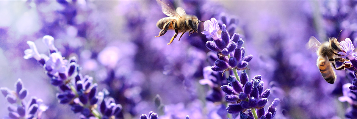 Headgrafik_Bienenpflanzen_1920x500px