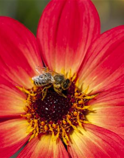 DAHLIEN - BLüHWUNDER IM HOCHSOMMER