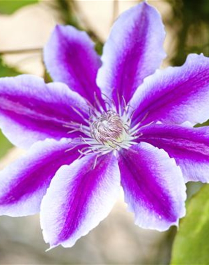 CLEMATIS!