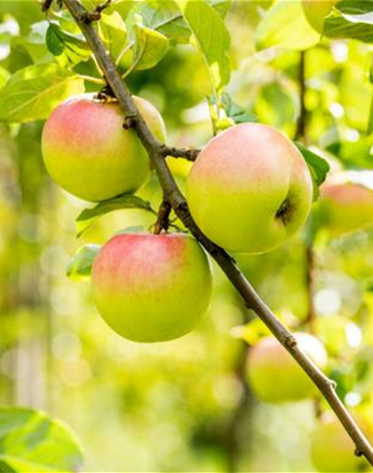 STREUOBSTWIESE - GESUNDHEIT ZUM SELBERPFLüCKEN