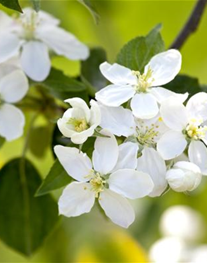 SOMMERSCHNITT FüR OBSTBäUME