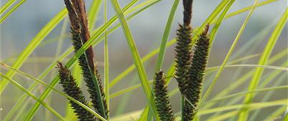 WIE GRäSER DEN GARTEN AUFWERTEN