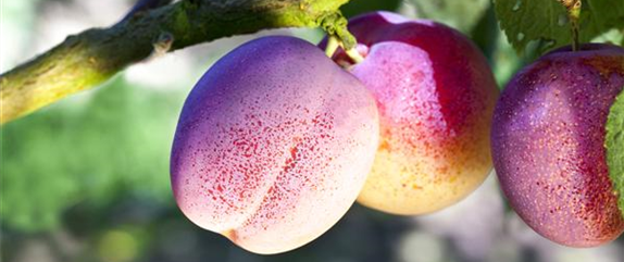 STREUOBSTWIESE - GESUNDHEIT ZUM SELBERPFLüCKEN