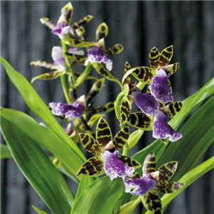 ORCHIDEEN GEGEN DEN WINTERBLUES!